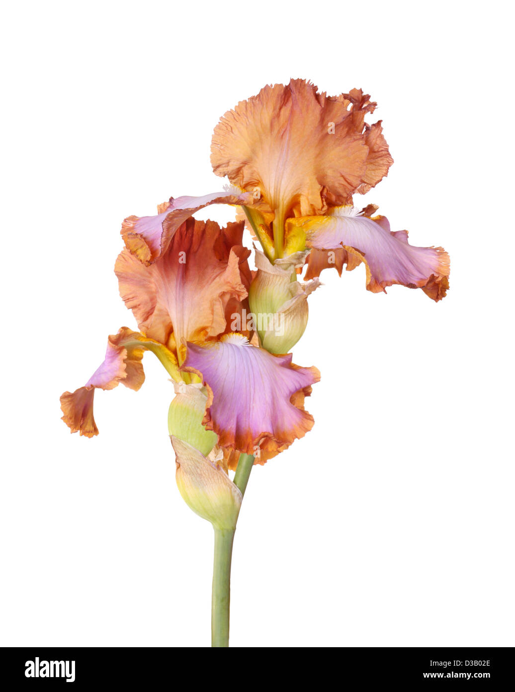 Stelo con due viola, oro e marrone fiori del barbuto (iris Iris germanica) isolati contro uno sfondo bianco Foto Stock