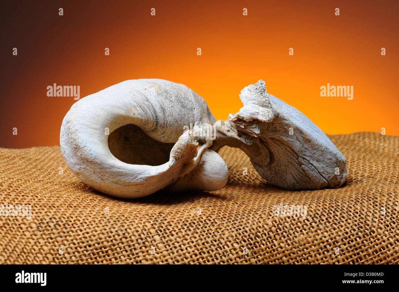 Primo piano dell'orecchio interno in osso di un California balena grigia. Osso è appoggiato su di una superficie di tela con una luce di sfondo scuro Foto Stock