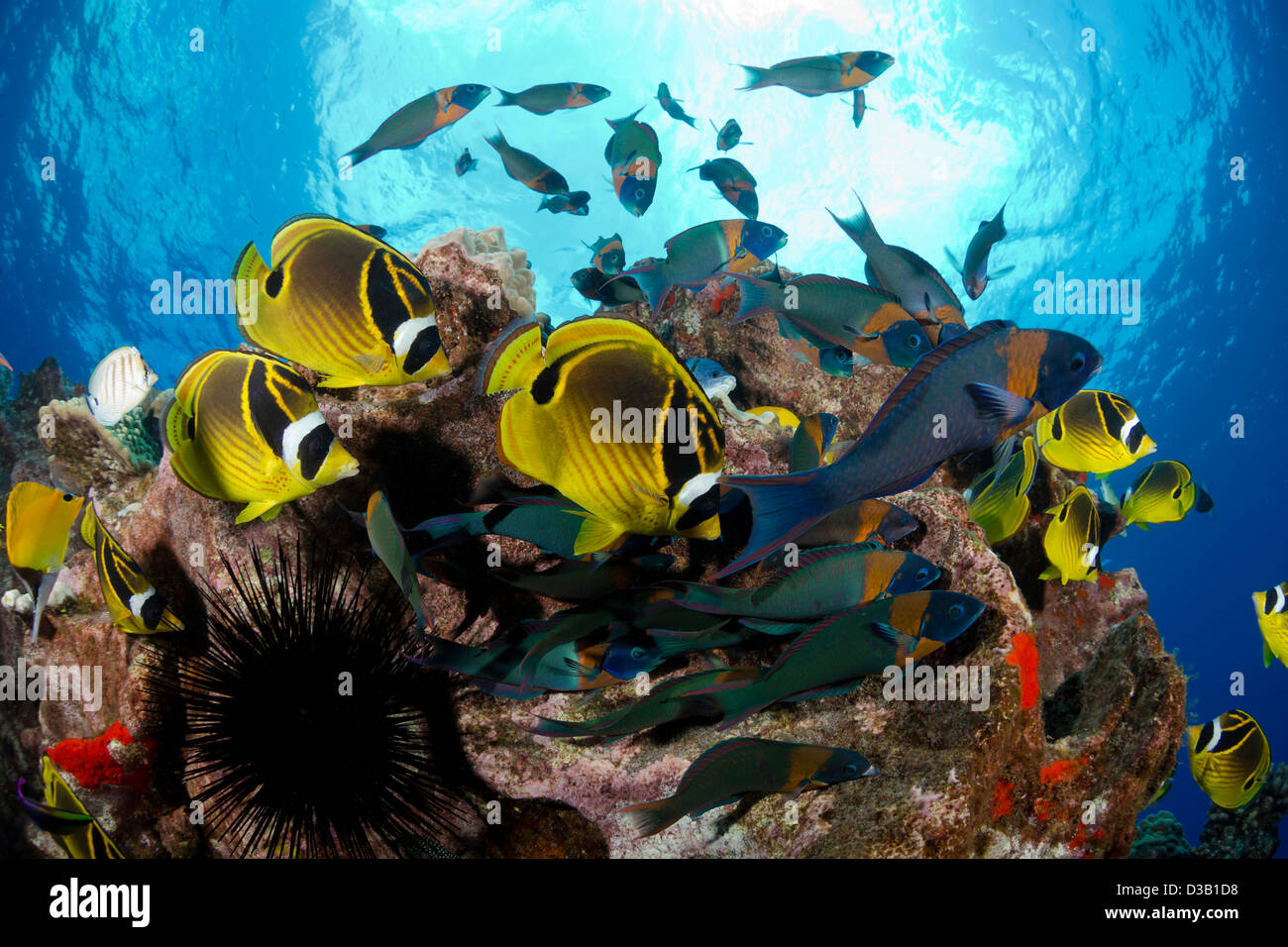 La scolarizzazione raccoon butterflyfish, Chaetodon lunula e sella endemiche, wrasse Thalassoma duperrey, Lanai, Hawaii. Foto Stock