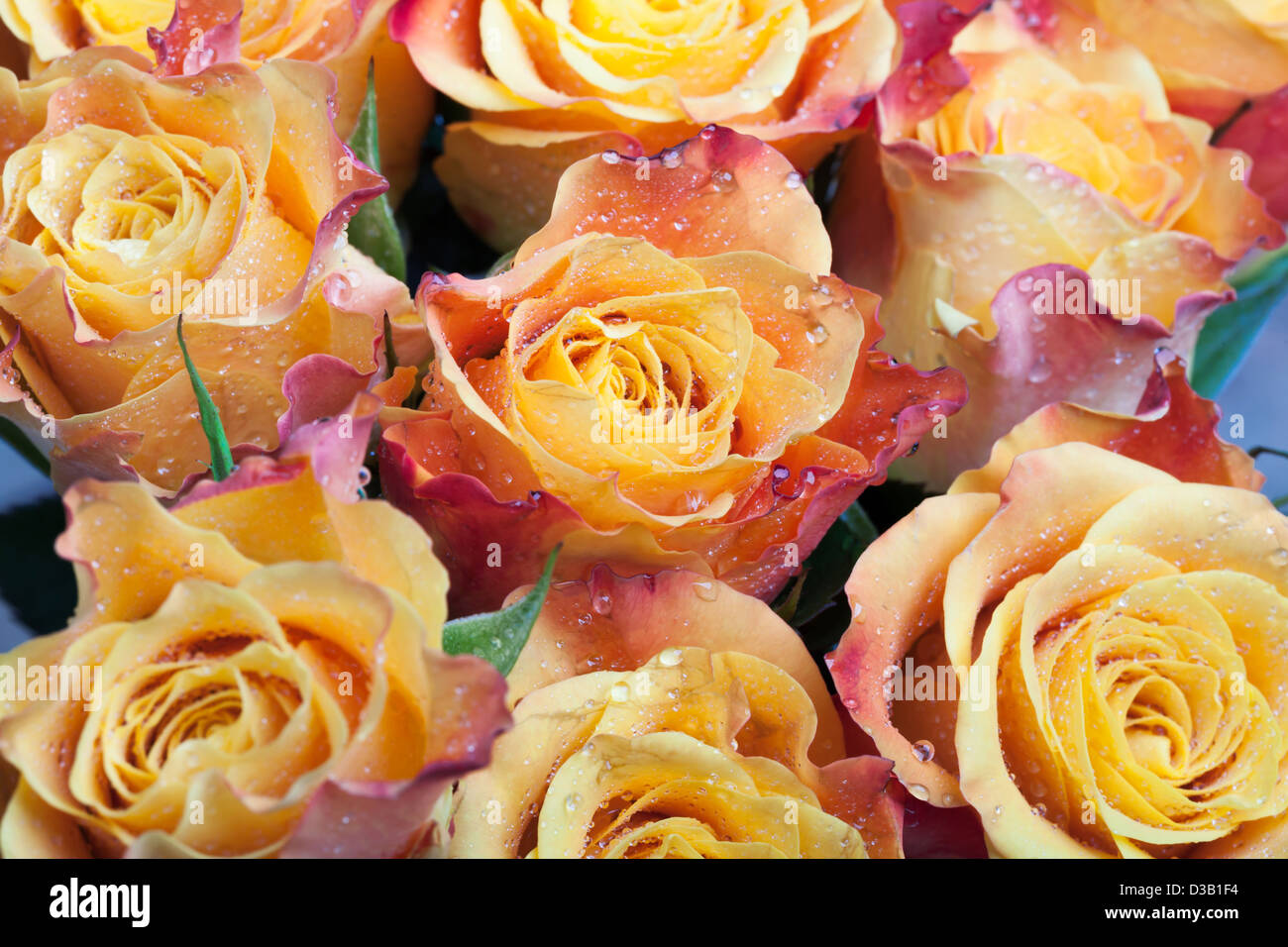 Bouquet di bagnato di rosso e di giallo rose fiori foto macro Foto Stock