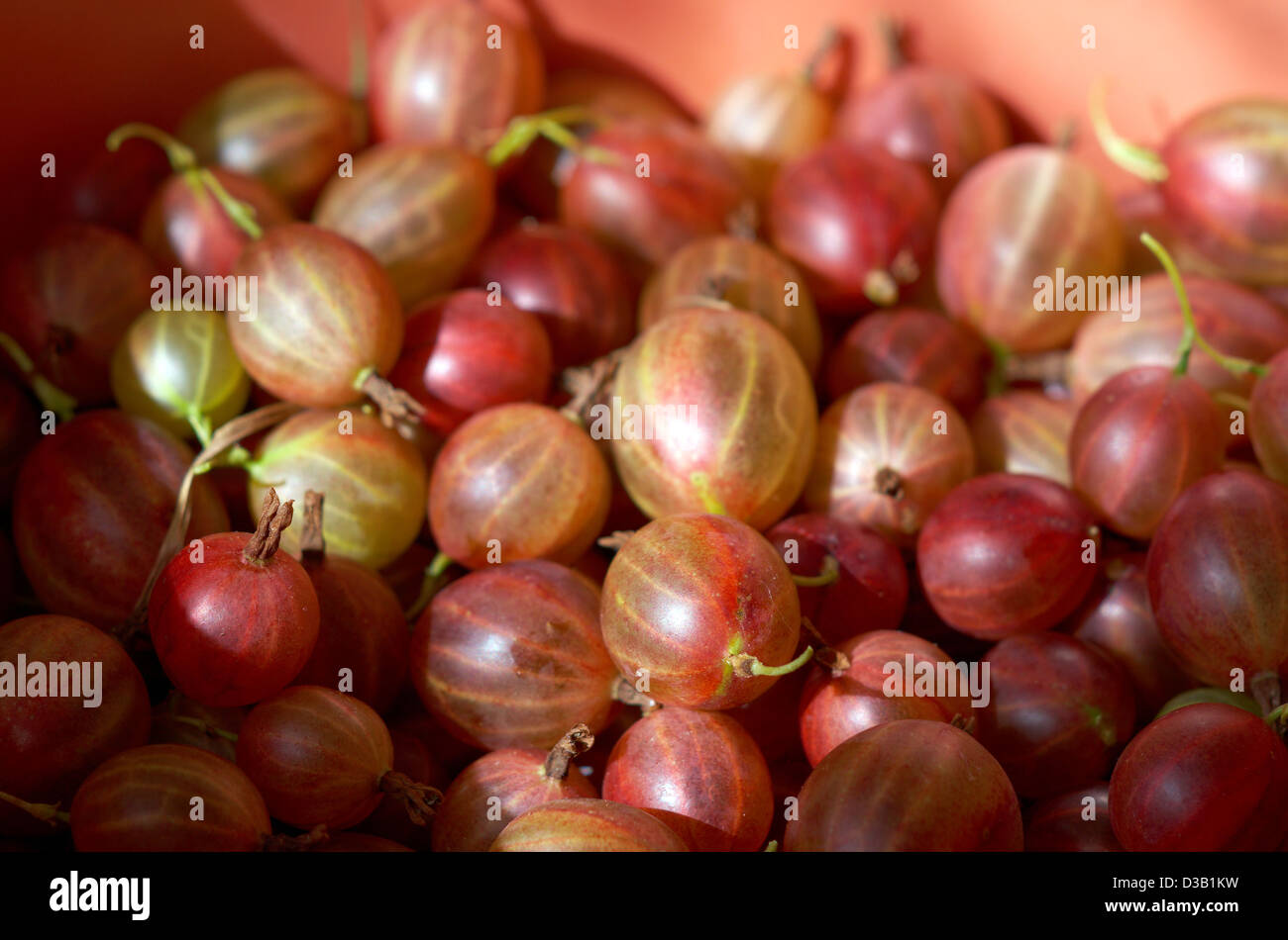 Rosso fresco Ribes, berry sfondo Foto Stock