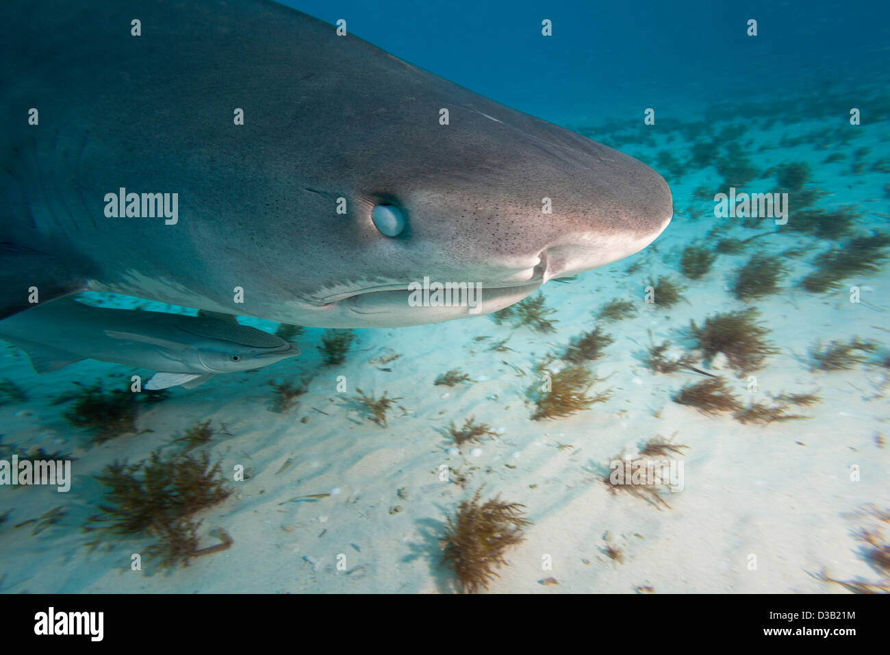 Tiger Shark, Galeocerdo cuvier, mostrando la membrana nictitating, Bahamas, Oceano Atlantico. Foto Stock