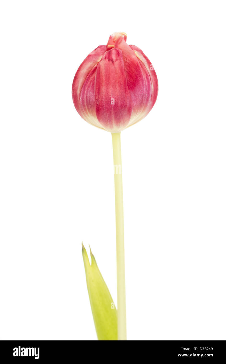 Tulipano isolato Foto Stock