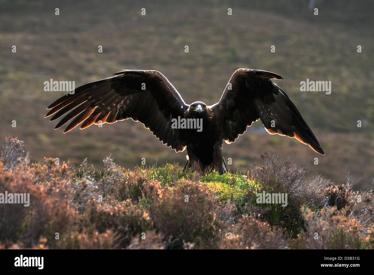 Golden Eagle nelle Highlands scozzesi Foto Stock