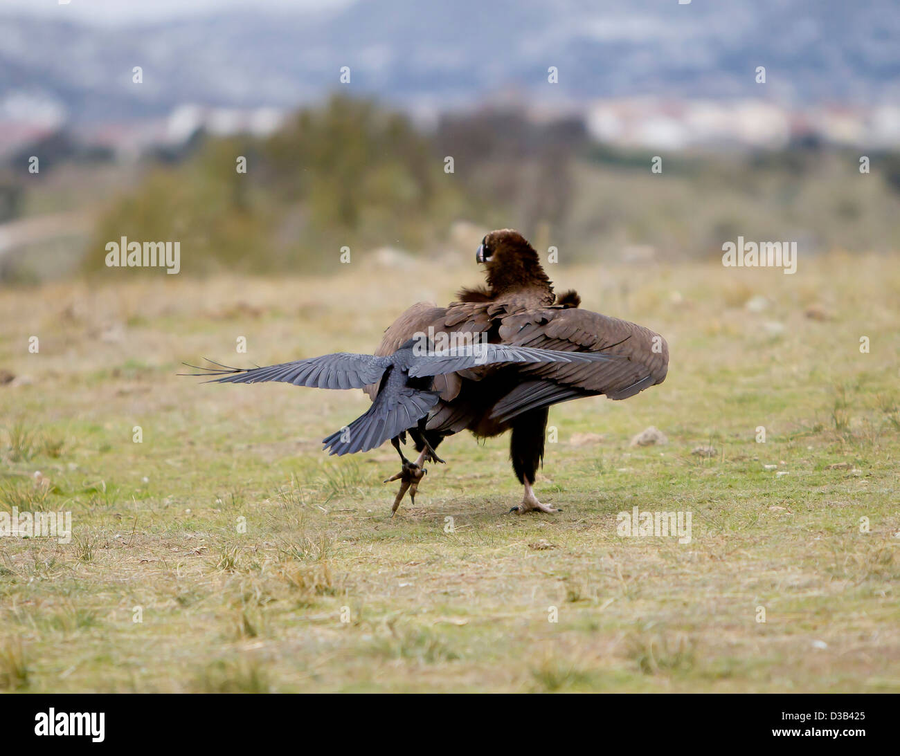 Corvo imperiale Corvus corax mobbing avvoltoio nero Coragyps atratus Spagna Foto Stock