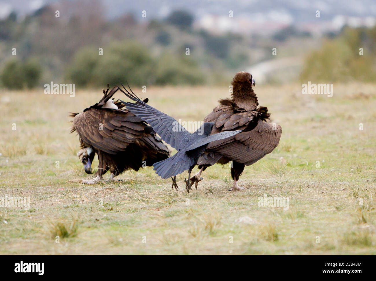 Corvo imperiale Corvus corax mobbing avvoltoio nero Coragyps atratus Spagna Foto Stock