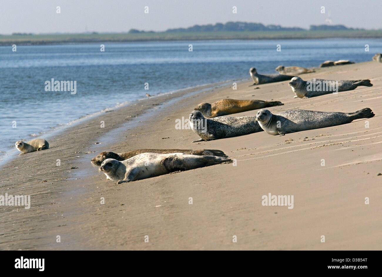 (Dpa) - Le guarnizioni di tenuta sono sdraiato sulla spiaggia di Est Frisone isola di Norderney, 13 settembre 2002. Gli animali con il sospetto che siano affetti da cimurro e sarà presto morire. L' epidemia è dilagante. Il deathly e altamente infettiva cimurro phocine virus (PDV) ha già ucciso migliaia di guarnizioni di tenuta Foto Stock