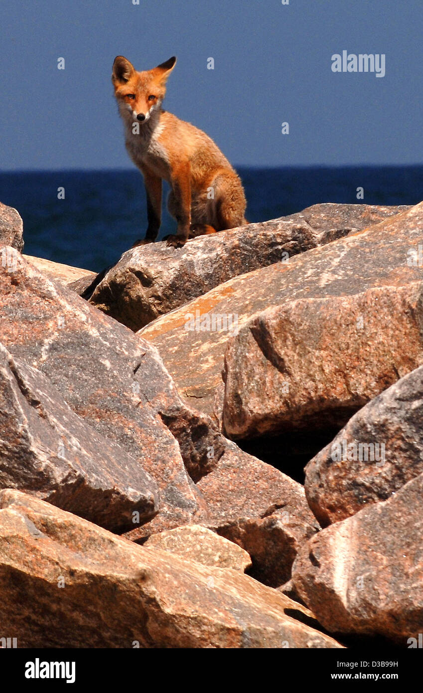 (Dpa) - l'immagine datata 29 giugno 2005 mostra una volpe seduto presso il molo di Kuehlungsborn, Germania. Da diversi anni già, una famiglia di Fox è stato portando i loro cuccioli tra le rocce del molo. Foto Stock