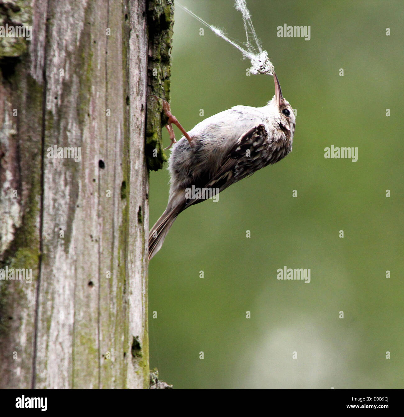 Rampichino (Certhia brachydactyla) foraggio per i piccoli insetti, qui di wrestling con una spider web Foto Stock