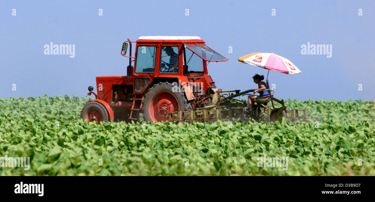 (Dpa) - La figura mostra una donna sotto un sole ombra dietro ad un trattore arare un campo di tabacco nei pressi di Francoforte sull'Oder, Germania, 04 luglio 2005. Non ci sarà alcun uso di ombrellone infrasettimanale, dal meteorologo meteo pioggia per martedì, 05 luglio 2005 già. Foto Stock