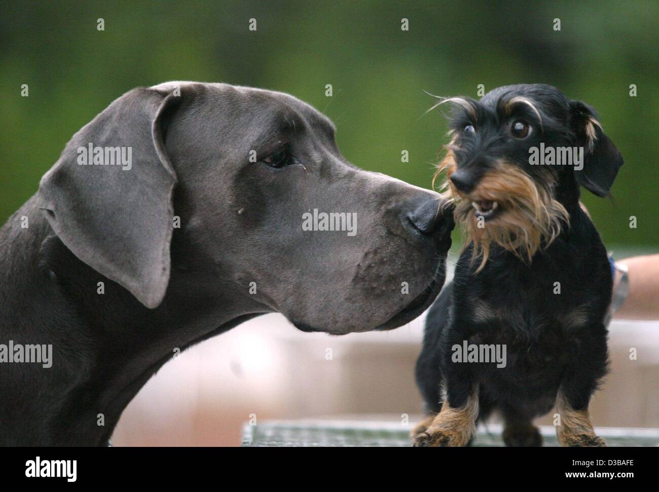 (Dpa) - l'alano 'famoso' assume un amichevole sniff a poco bassotto "Quirly" in occasione di una presentazione di pedigree cani a Dortmund, Germania, il 15 ottobre 2002. "Famoso" è di 92 centimetri di altezza e pesa circa 80 chili mentre 'Quirly' è di 15 centimetri di altezza e pesa 2,5 kg. Il dog show ha avuto luogo Foto Stock
