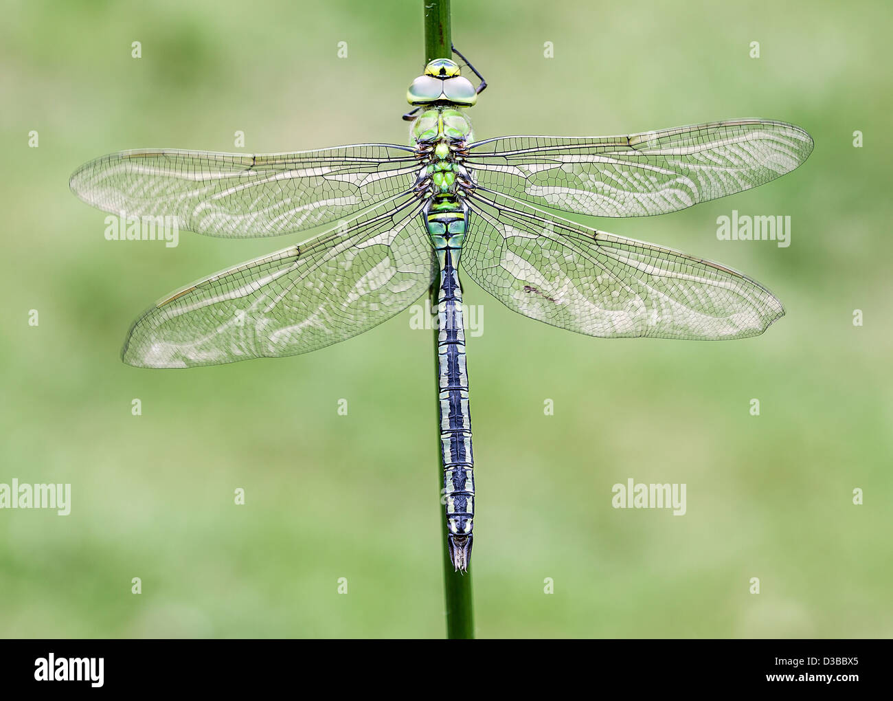 Un imperatore teneral dragonfly (Anex imperator) sventola le sue ali prima di effettuare il suo volo inaugurale. Foto Stock
