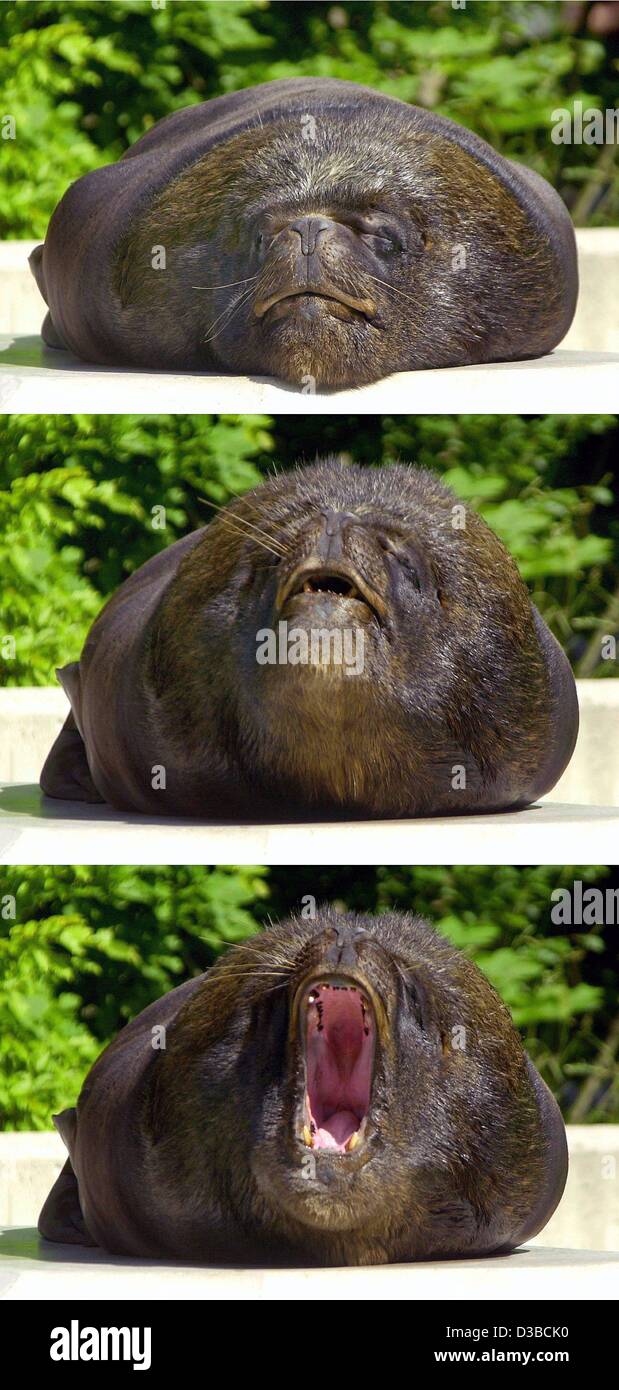 (Dpa) - il sud del Sea Lion Mike giace pigro, grasso e sbadigli nel caldo soffocante in lo zoo di Hellabrunn di Monaco di Baviera, 20 agosto 2002. Foto Stock