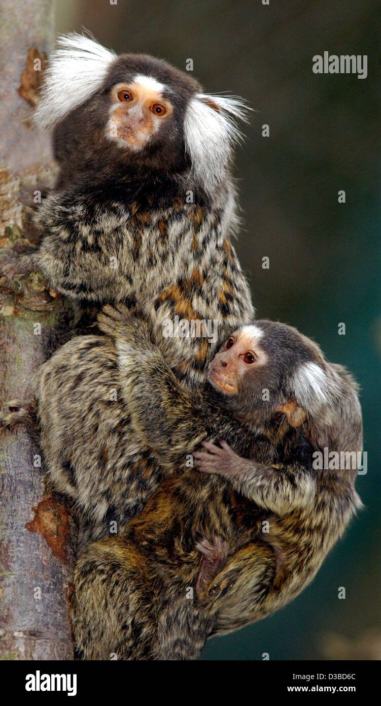 (Dpa) - una femmina marmoset (Hapale jacchus) porta due dei suoi figli pickaback nel giardino zoologico di Eberswalde, Germania, 22 gennaio 2003. Solo quando guardando attentamente ci vedere il secondo bambino scimmia che già detiene sul suo più grande fratello o sorella. Foto Stock