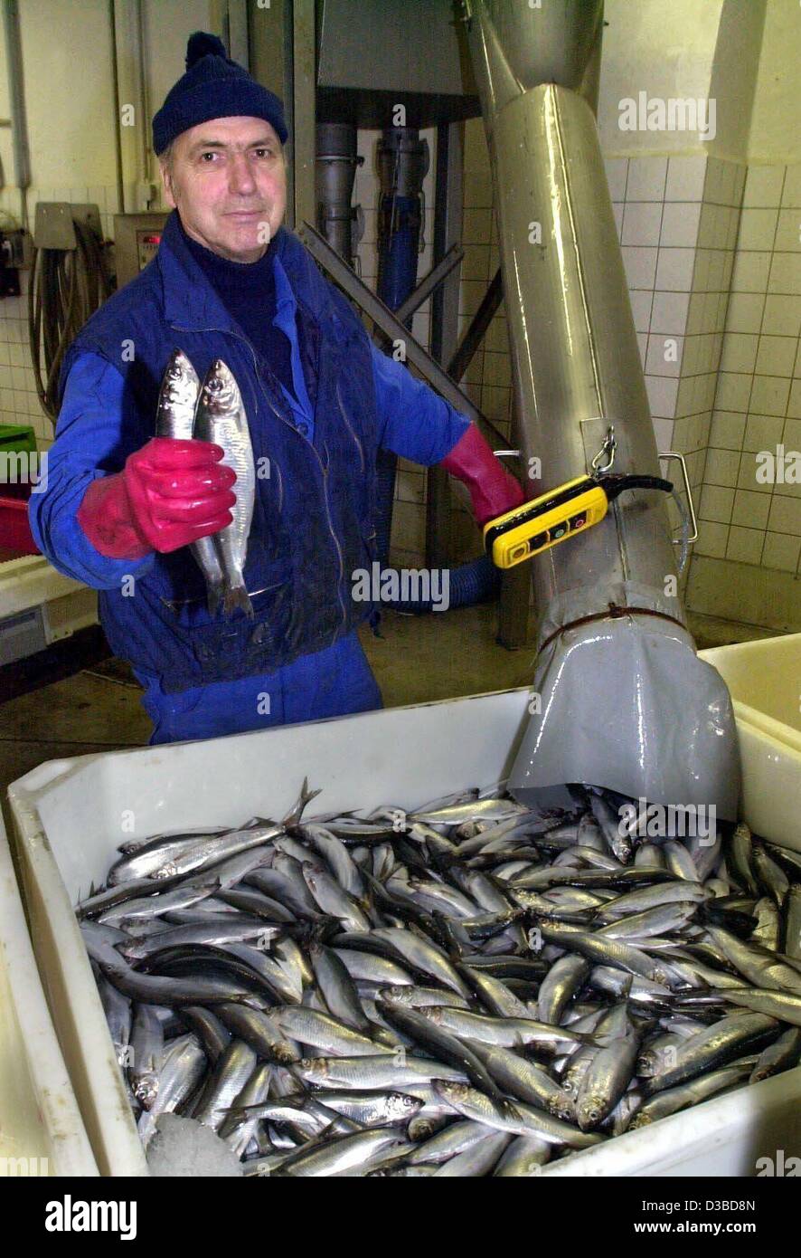 (Dpa) - Un dipendente Fred Ruck del porto e la lavorazione del pesce società è lo smistamento delle aringhe davanti a lui in Sassnitz, Germania, 21 gennaio 2003. La stagione di pesca ha avviato in precedenza quindi usuale nel Mar Baltico. È il primo di cattura della stagione. Foto Stock