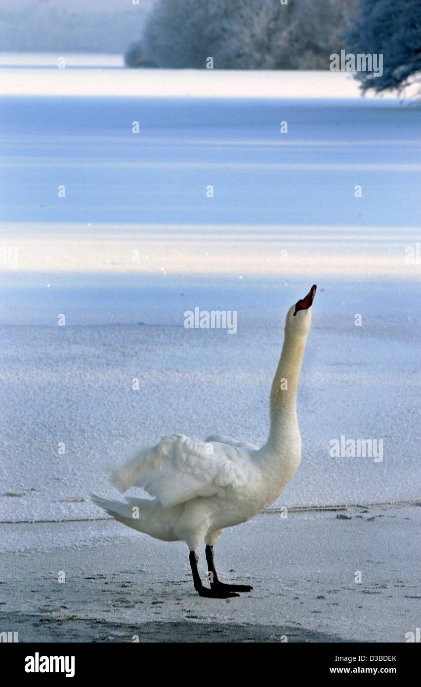 (Dpa) - Un Cigno si estende il suo collo sul fiume congelato Havel nel distretto di Reinickendorf, Berlino, 8 gennaio 2003. Foto Stock