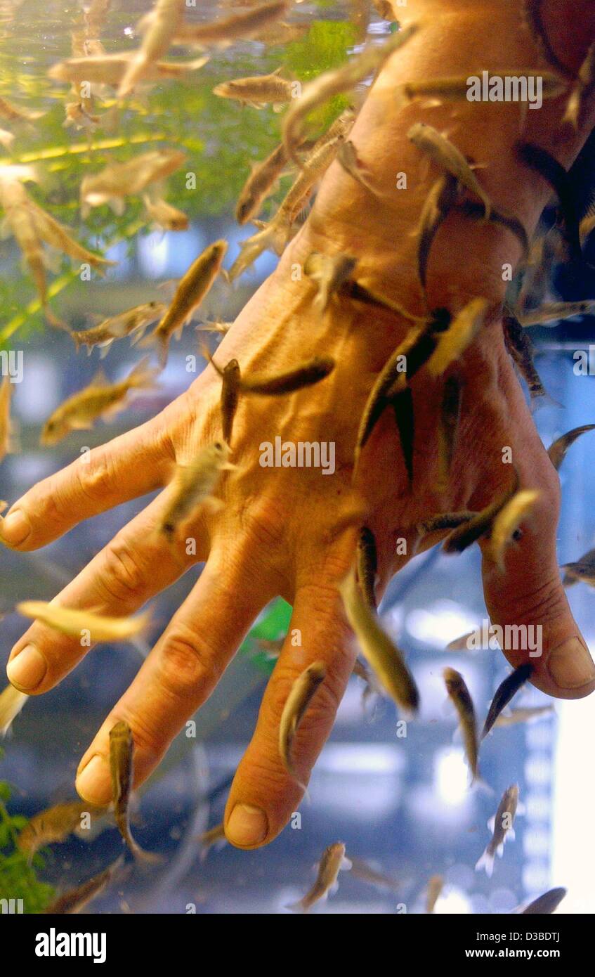 (Dpa) - Medico pesci, cosiddetto pesce Kangal, nibble in corrispondenza delle dita di una mano a Bocholt, Germania, 23 gennaio 2003. La lunga 10 cm 'Garra Rufa' pesci originari da Kangal in Turchia, sono usati per la terapia di malattie della pelle: persone con malattie neurologiche, malattie reumatiche e malattie della pelle come la psoriasi ta Foto Stock