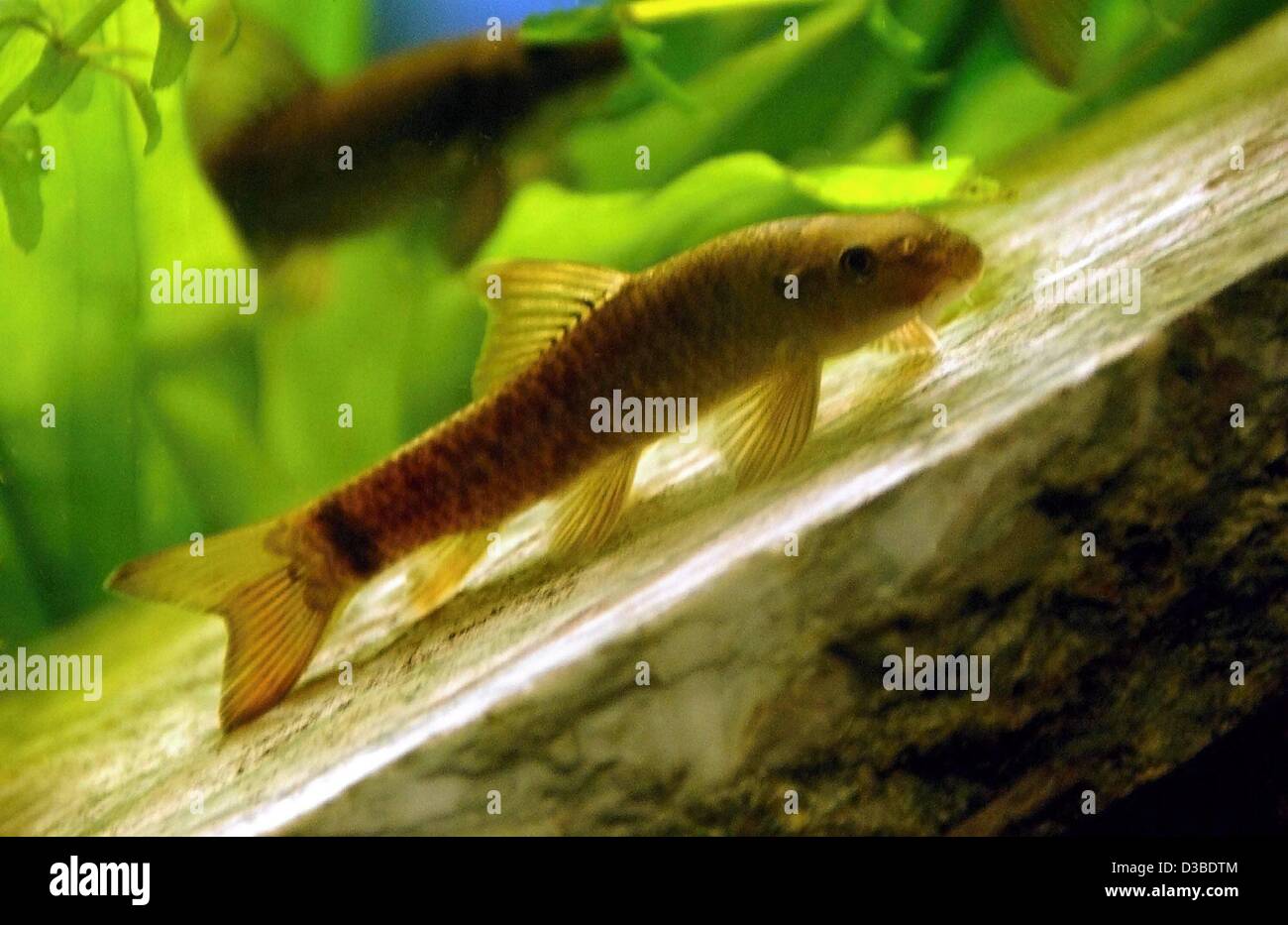 Doctor fish in aquarium immagini e fotografie stock ad alta risoluzione -  Alamy
