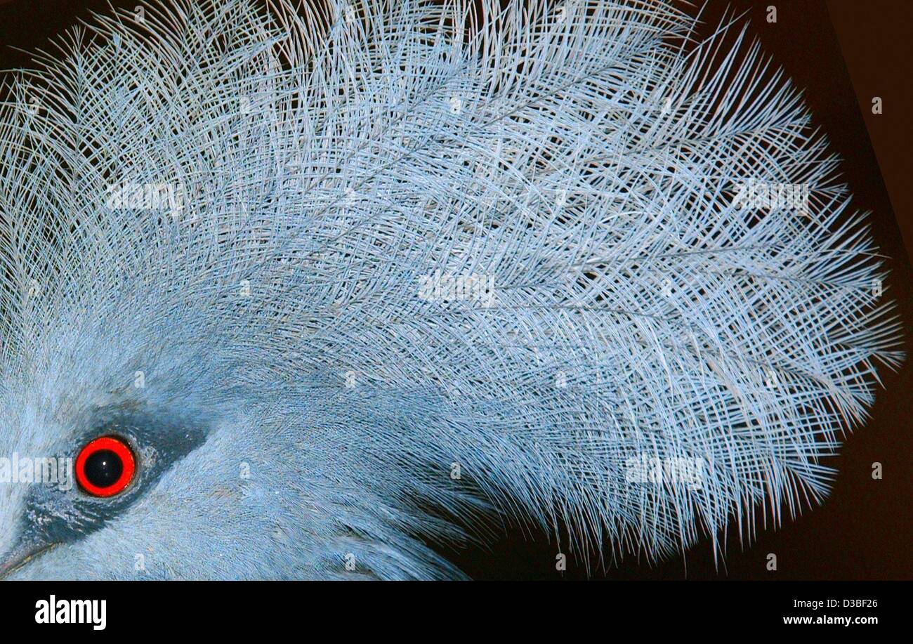 (Dpa) - splendida corona di piume della testa di un marrone rossiccio-breasted incoronato pigeon, raffigurato allo zoo di Colonia, Germania, 30 dicembre 2002. Gli animali sono fino a 60 cm e di grandi dimensioni si trovano di solito nelle foreste della Nuova Guinea. Foto Stock