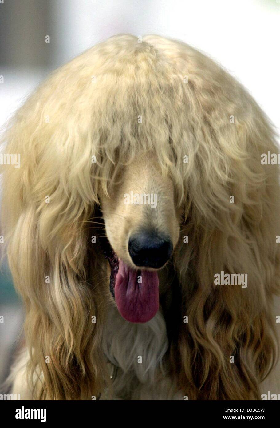 (Dpa) - Il giovane Afghan hound dog "Vento contro il vero colori' è raffigurato all'International Dog fiera di Francoforte, Germania, 15 giugno 2003. La maggior parte caratteristica di arresto degli eleganti Afghan è il suo mantello che è lungo e setoso ovunque sul cane, tranne sul fronte e sul retro, dove è breve e Foto Stock