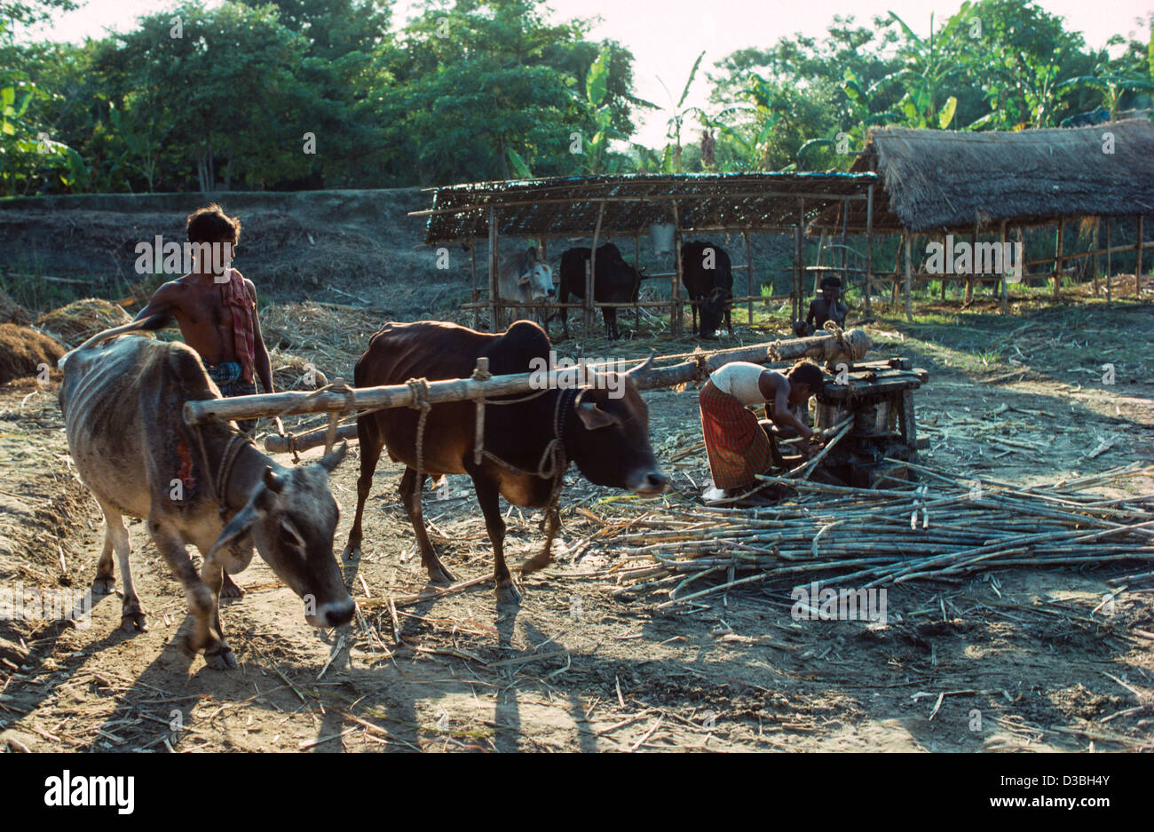 Lavoratori agricoli che operano un frantoio a bassa tecnologia, alimentato da bestiame. Madaripur, Bangladesh Foto Stock