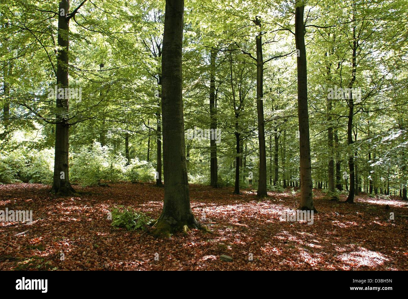 (Dpa) - faggi stand in una foresta locale, il Kellerwald, nella parte settentrionale dello stato tedesco di Hesse in Germania, 14 maggio 2003. La zona è di circa 40.000 ettari di grandi e 5.700 ettari della foresta sono di essere dichiarata parco nazionale. Foto Stock