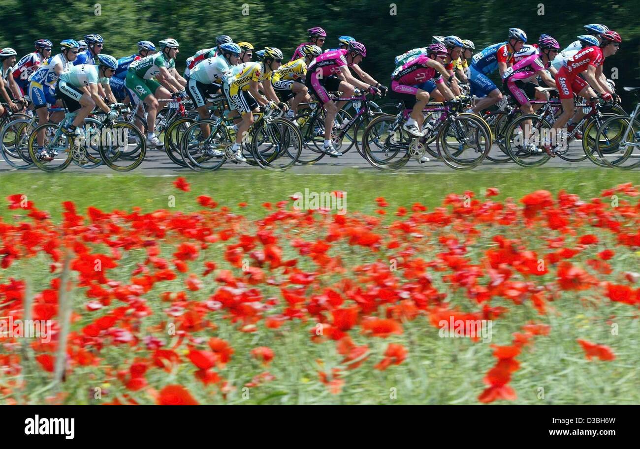 (Dpa) - i ciclisti ride passato un campo di papaveri sul loro terza gamba della Deutschland-Tour (Germania tour) gara ciclistica in Coburg, Germania, il 5 giugno 2003. La terza gamba copre una distanza di 191,7 chilometri da Coburg di Ansbach. Foto Stock (Dpa) - i ciclisti ride passato un campo di papaveri sul loro terza gamba della Deutschland-Tour (Germania tour) gara ciclistica in Coburg, Germania, il 5 giugno 2003. La terza gamba copre una distanza di 191,7 chilometri da Coburg di Ansbach. Foto Stock