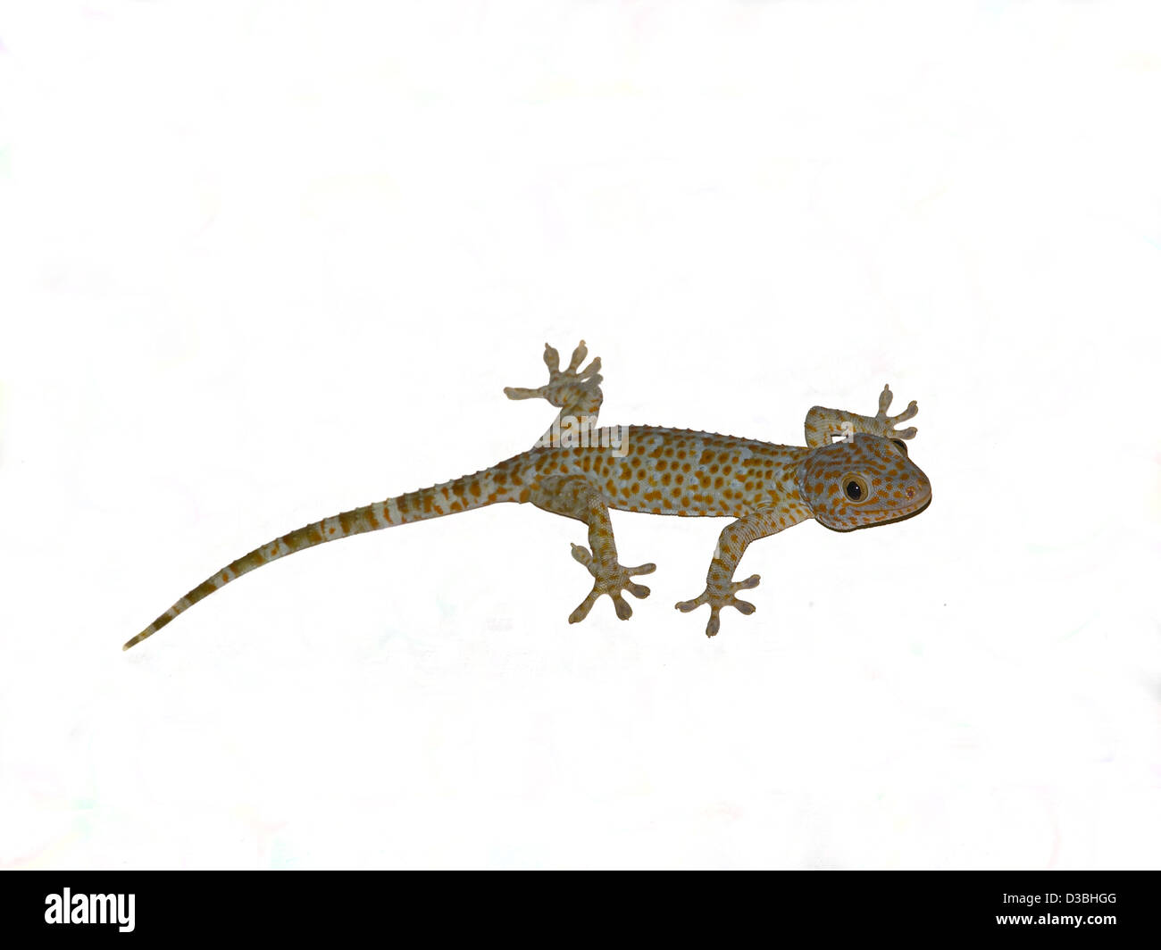 Gekkonidae seduto su uno sfondo bianco Foto Stock