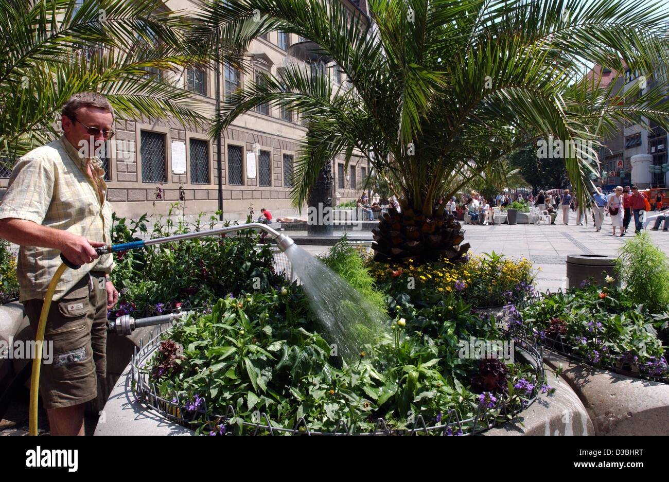 (Dpa) - Thomas Hornung, dipendente di Monaco di Baviera giardini pubblici acque reparto fiori e palme nella zona pedonale di Monaco di Baviera, Germania, il 3 giugno 2003. A temperature di 30 gradi Celsius egli utilizza circa 40.000 litri di acqua al giorno per salvare il pubblico di fiori da essiccamento. Foto Stock