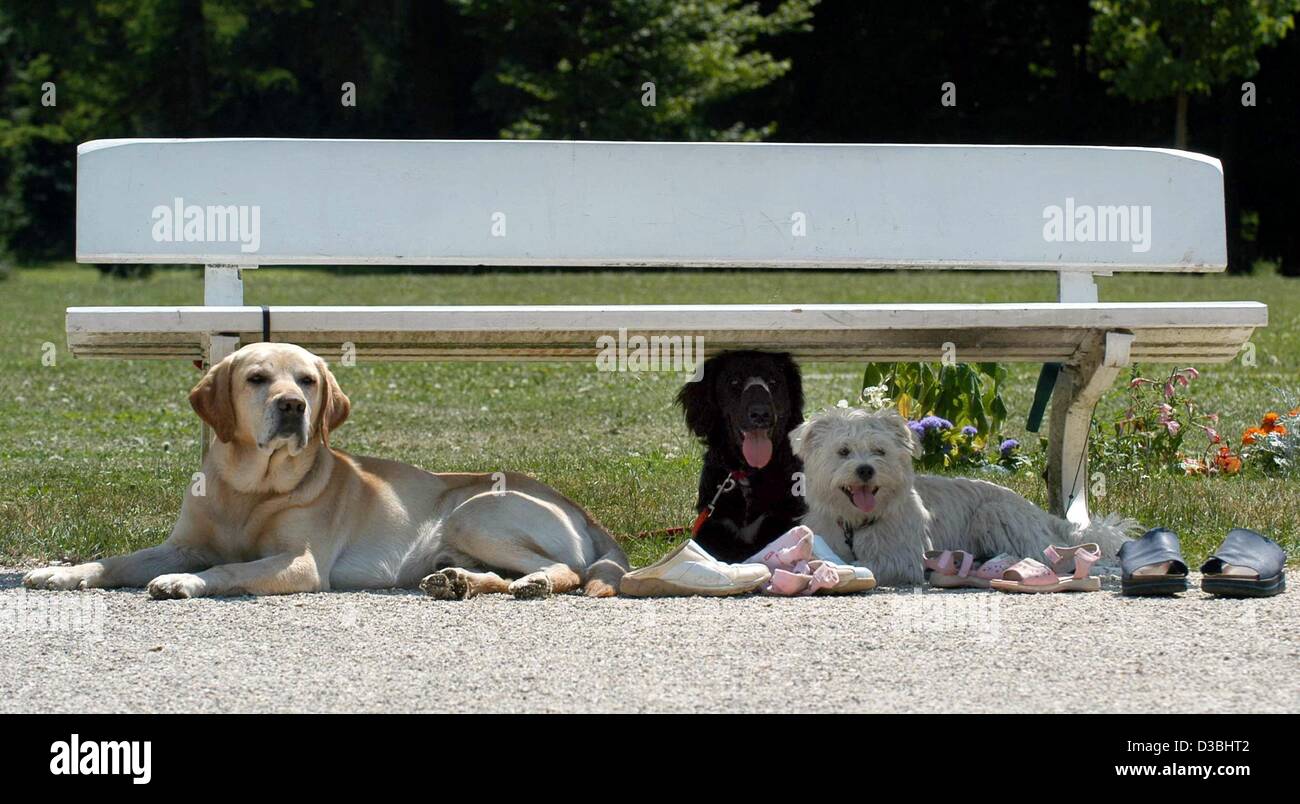 (Dpa) - Al Pacino non avrebbe potuto essere una migliore cast. A temperature di 30 gradi Celsius anche i cani prendere un po' di tempo e avere un cane giorno pomeriggio a Regensburg, Germania, il 2 giugno 2003. Foto Stock