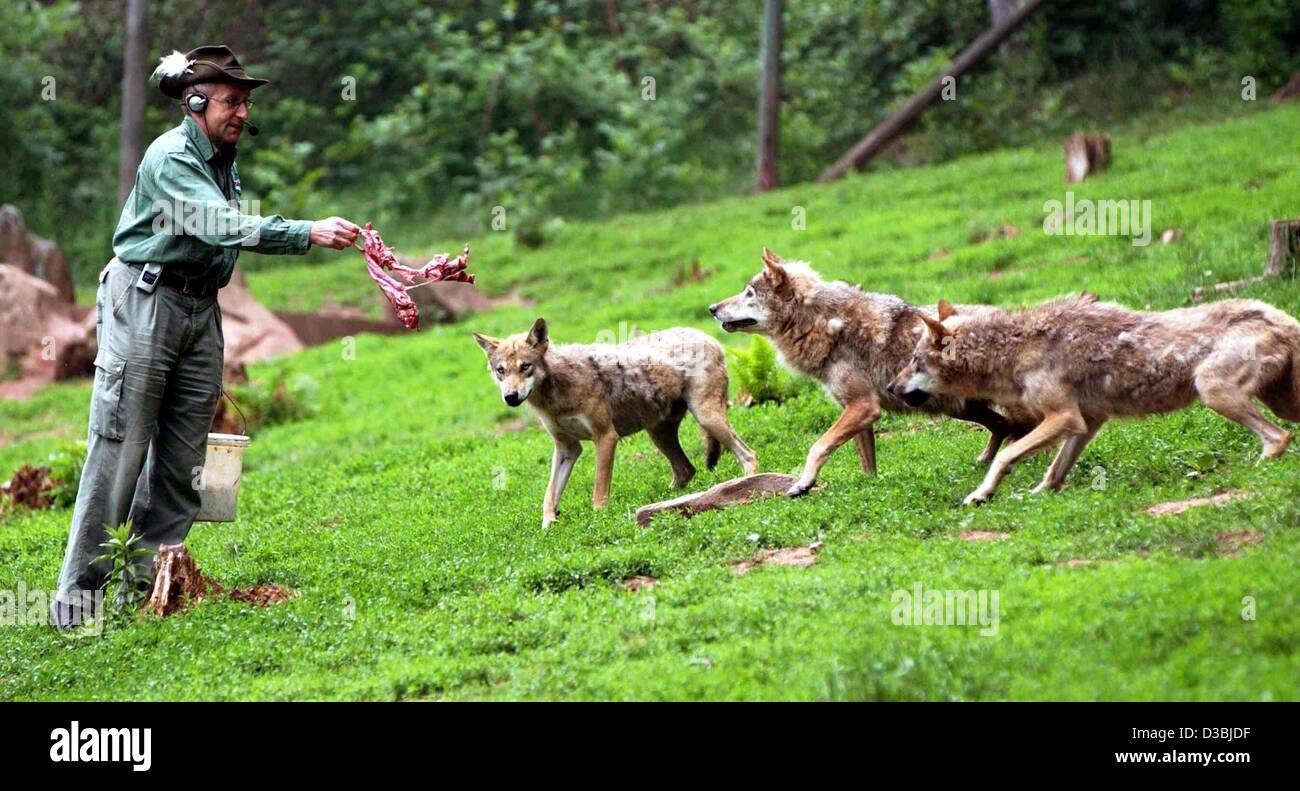 (Dpa) - Tre lupi si stanno avvicinando a un dipendente di un parco animale, chi è la loro alimentazione con la carne cruda, Germania, 26 maggio 2003. Gli allevatori stanno prendendo i visitatori nel contenitore quando la alimentazione di animali selvatici per ridurre le paure dei lupi. Foto Stock (Dpa) - Tre lupi si stanno avvicinando a un dipendente di un parco animale, chi è la loro alimentazione con la carne cruda, Germania, 26 maggio 2003. Gli allevatori stanno prendendo i visitatori nel contenitore quando la alimentazione di animali selvatici per ridurre le paure dei lupi. Foto Stock