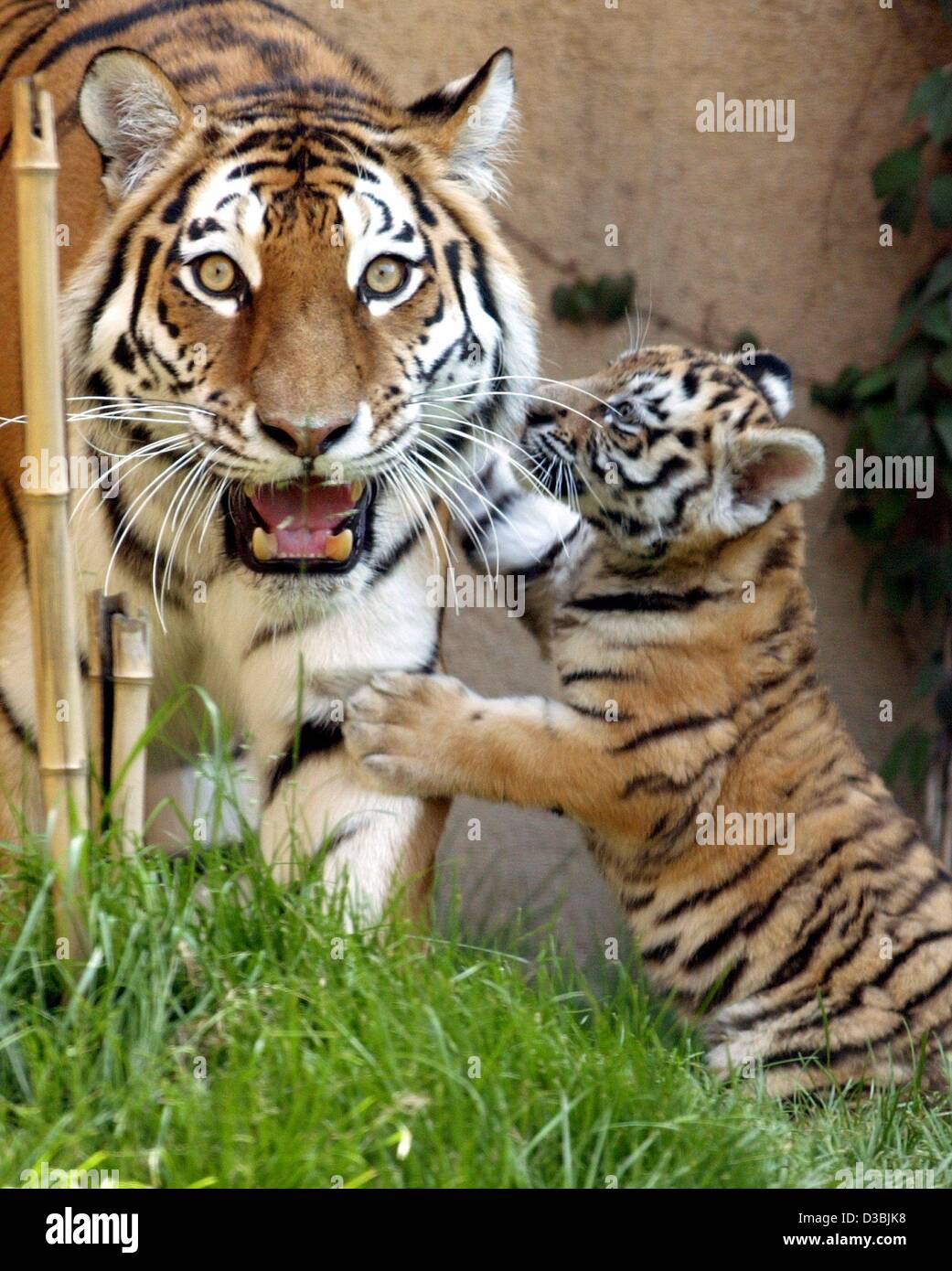 (Dpa) - la tigre siberiana baby vuole giocare con la sua madre lo zoo di Hannover, Germania, 27 maggio 2003. Le tigri di solito vivono in Siberia orientale, Nord Corea e Cina del nord e sono minacciate di estinzione. Foto Stock