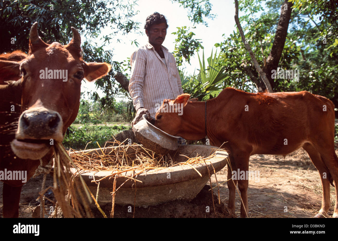 Un contadino che allatta le sue mucche. Distretto Tangail, Bangladesh Foto Stock Un contadino che allatta le sue mucche. Distretto Tangail, Bangladesh Foto Stock