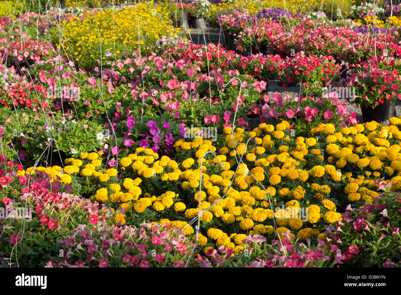 Bella e fiori colorati in giardino. Foto Stock