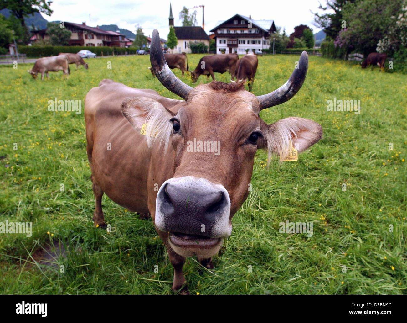 (Dpa) - "Ciao fotografo' questa vacca nosey sembra essere dicendo, Oberstdorf, Germania, 20 maggio 2003. Foto Stock