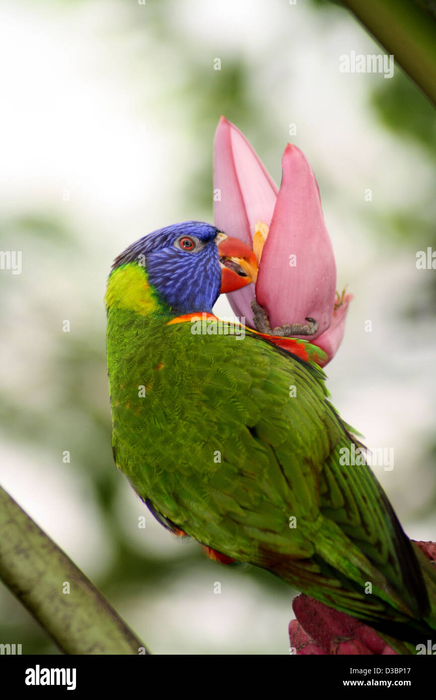 Ritratto di un pappagallo avanzamento sul fiore Foto Stock