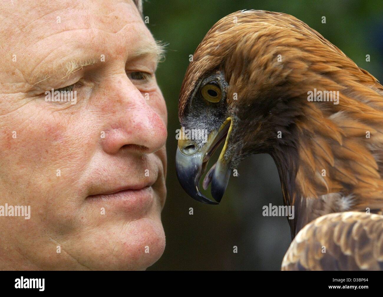 (Dpa) - Falconer Joachim Klapproth della presentazione di un aquila reale è uno dei punti culminanti alla 'day della Bassa Sassonia' in Leer, Germania, 29 giugno 2003. L'Aquila "Alex" è 32 anni e Klapproth lo ha portato fino dal momento che egli è stato un anno di età. Foto Stock