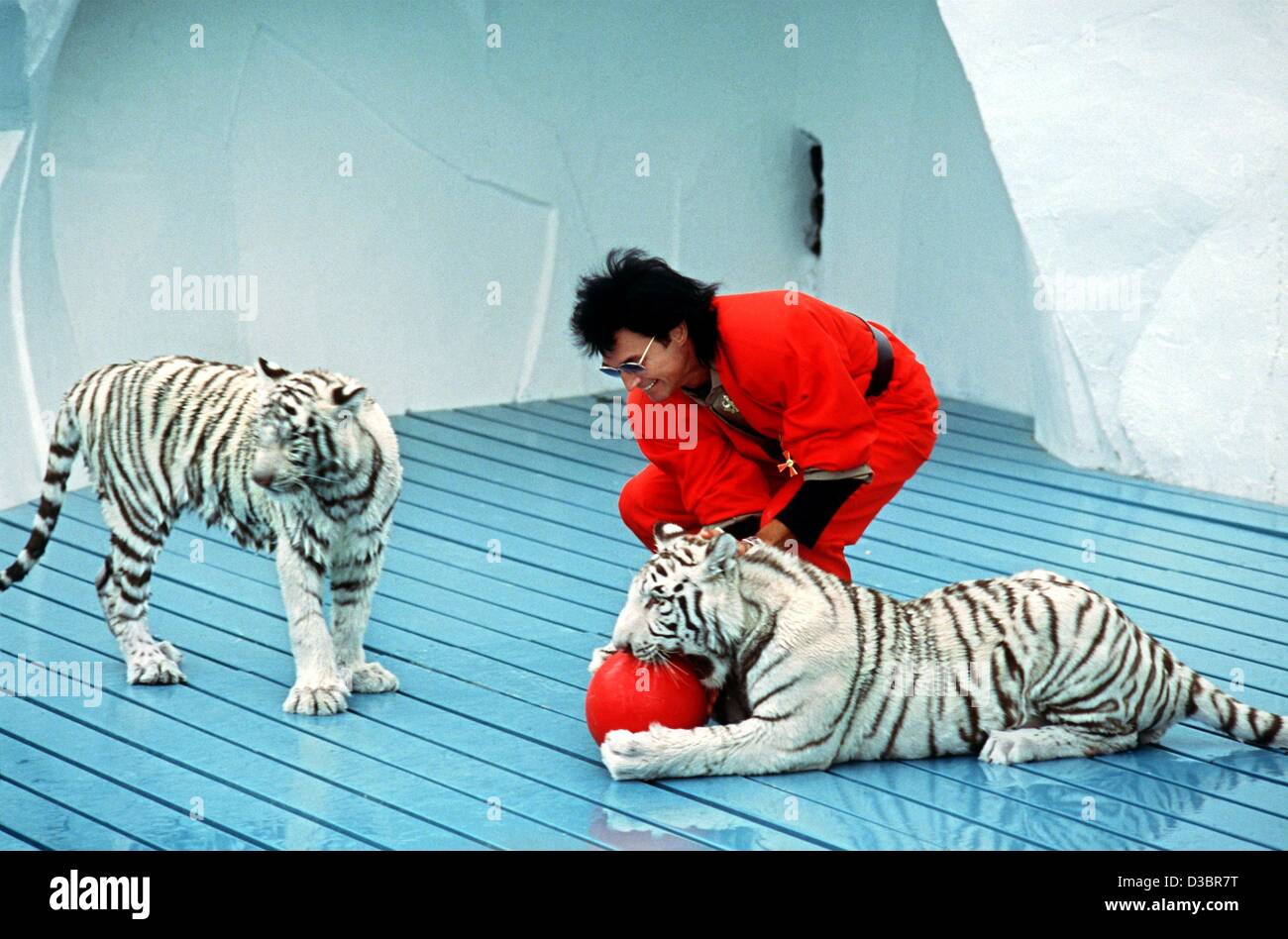(Dpa file) - Roy Horn, metà del mago animale duo Siegfried e Roy, gioca con le tigri bianche durante una mostra presso il parco di divertimenti in Bruehl, Germania, il 9 giugno 1987. Roy corno era nella critica ma condizione stabile dopo essere stato aggredito da una tigre in scena a Las Vegas il 3 ottobre 2003. Il 59-anno-o Foto Stock
