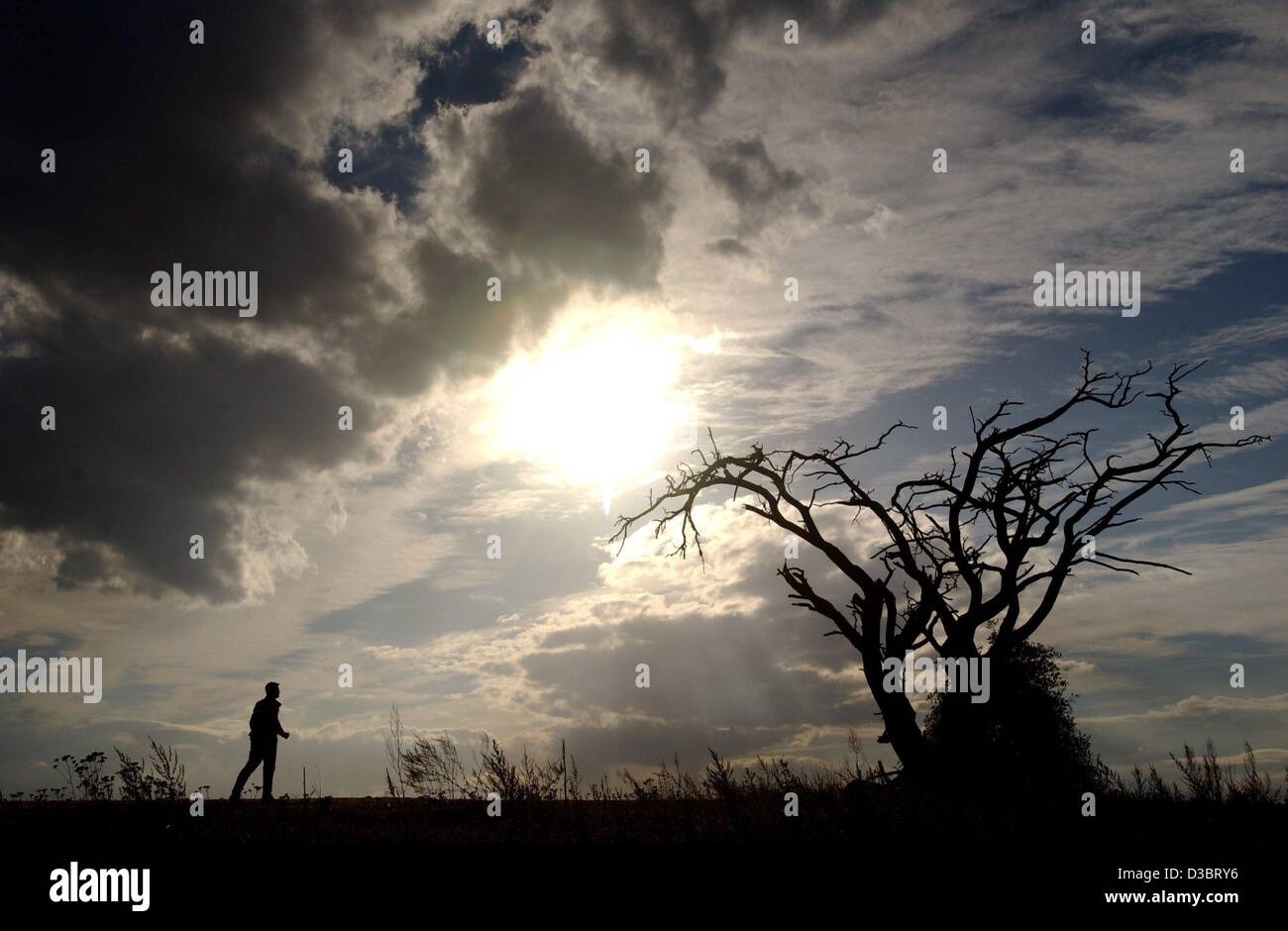 (Dpa) -un passeggino si avvicina un vecchio nodose albero in un campo nei pressi di Beeskow, Germania, 23 settembre 2003. L'estate è venuto per un fine in Europa con 23 settembre segna il primo giorno di autunno. Foto Stock (Dpa) -un passeggino si avvicina un vecchio nodose albero in un campo nei pressi di Beeskow, Germania, 23 settembre 2003. L'estate è venuto per un fine in Europa con 23 settembre segna il primo giorno di autunno. Foto Stock