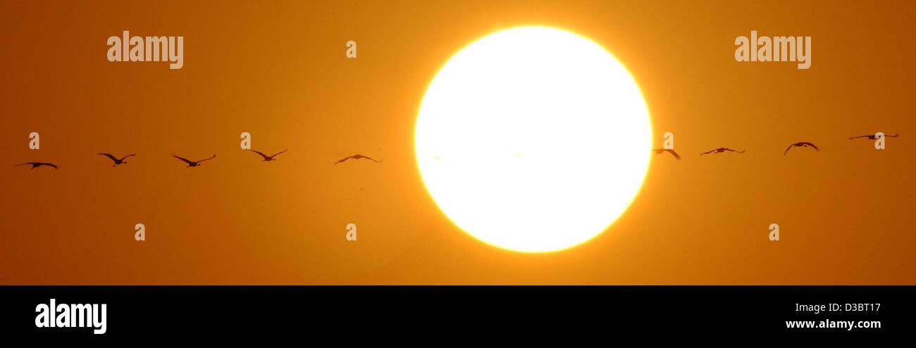 (Dpa) - Gru volare in una linea di fronte il sole al tramonto e il cielo rosso, vicino Falkenhagen, Germania, 21 settembre 2003. Ogni anno le gru volare a sud di overwinter in paesi caldi come il sud della Francia, della Spagna o del Portogallo. Foto Stock