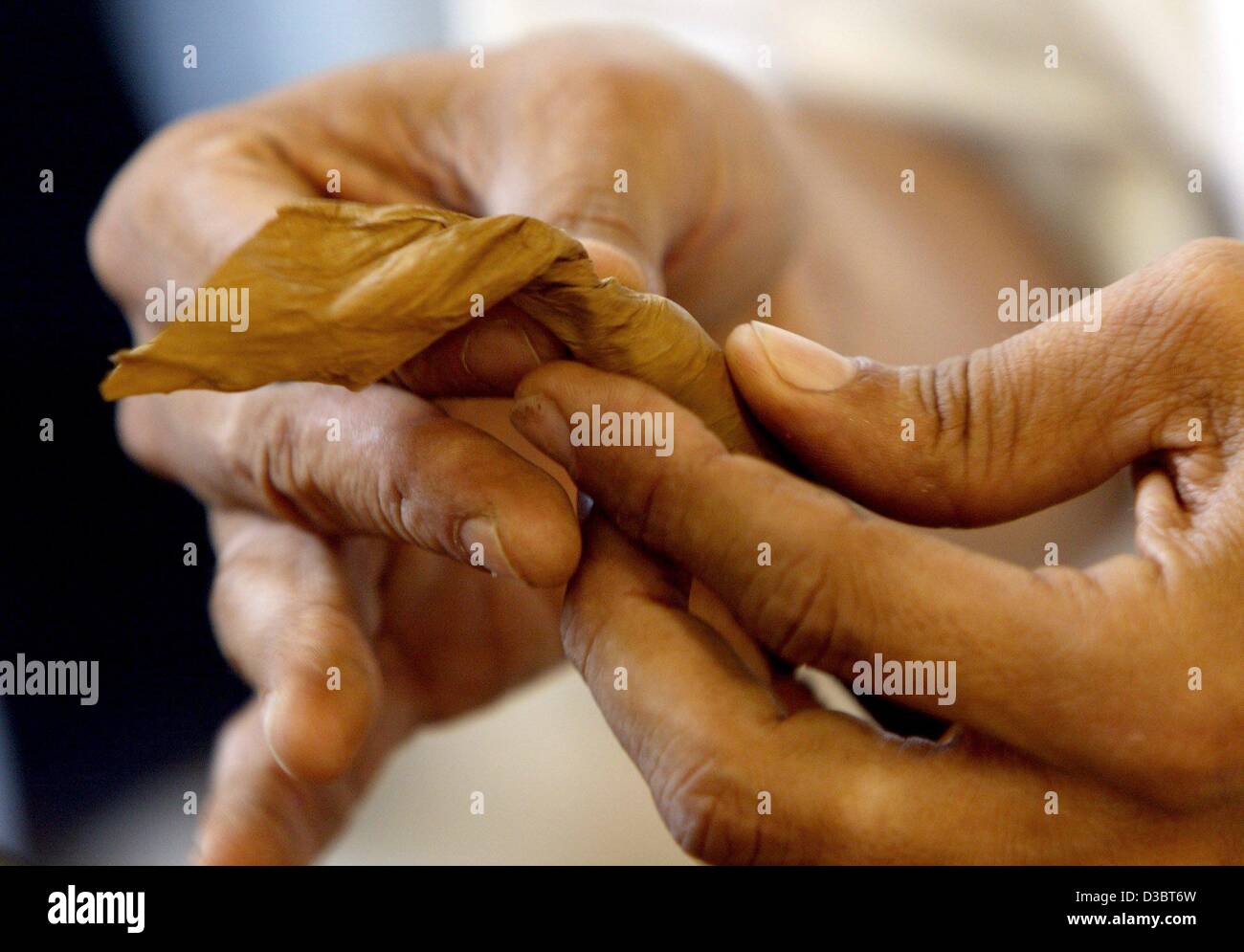 (Dpa) - un uomo dalla Repubblica Dominicana rotoli un sigaro durante l'Inter-tabac fiera a Dortmund, Germania, il 19 settembre 2003. 150 espositori provenienti da 17 paesi presenti sigari e sigarette, tubi e accessori presso la fiera che corre fino al 21 settembre. Foto Stock