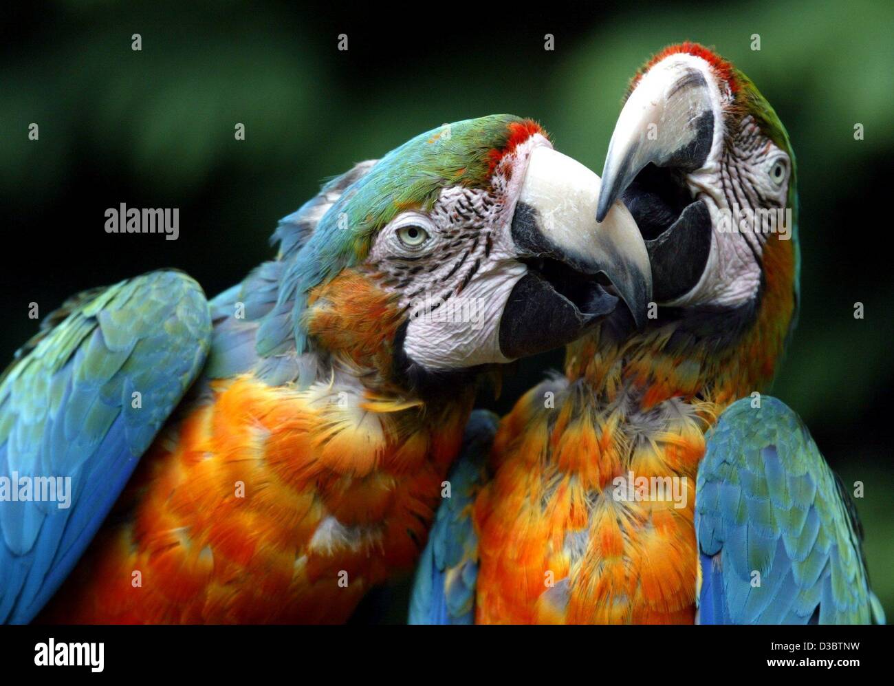 (Dpa) - Due verdi-winged macaws Bill and Coo in zoo a Wuppertal, Germania, 28 luglio 2003. Questi più grande di tutti i pappagalli possono crescere fino ad una dimensione di 90 cm di lunghezza, di peso intorno uno kilogramm. Essi sono ampiamente distribuiti in Sud Americal, specialmente nelle pianure tropicali alle frontiere della giungla. Foto Stock