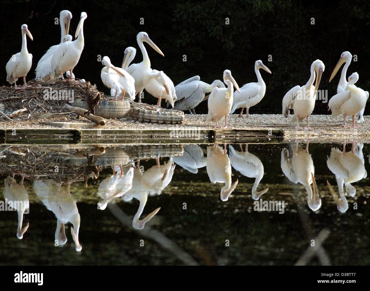 (Dpa) - Un flog di pellicani stare accanto ad un laghetto nel loro recinto e attendono il loro avanzamento nelle prime ore del mattino presso il parco animale in Nuremberg, Germania, 20 agosto 2003. Pellicani normalmente vivono in grandi gruppi e può raggiungere un'altezza del corpo di fino a 180 centimetri e un peso medio di 11 kg Foto Stock