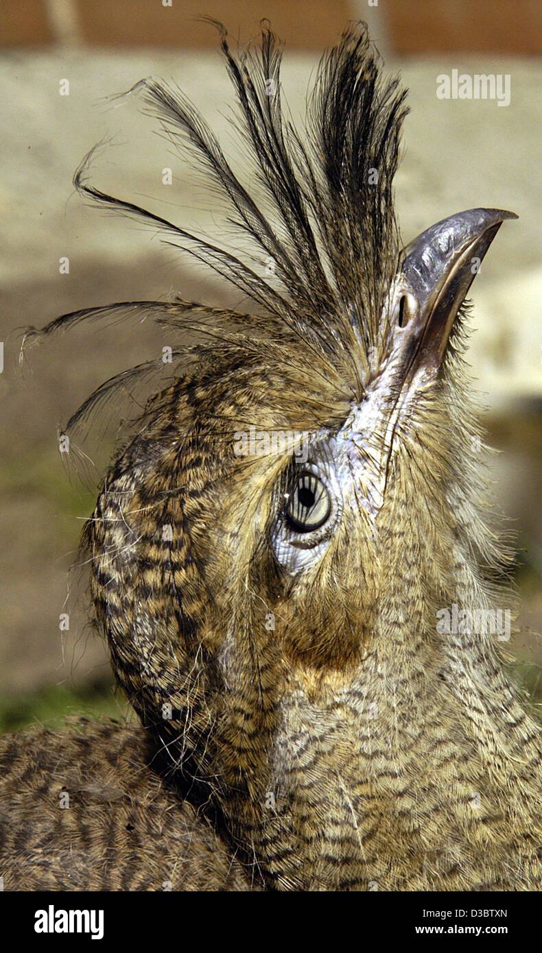 (Dpa) - una prole Sermias Guarda in cielo allo zoo di Berlino, Germania, 26 agosto 2003. I due sei settimane vecchio bird sono stati introdotti al pubblico allo zoo. Questi uccelli provenienti dal Sud America, possono crescere in dimensioni fino a un metro e sono strettamente correlati alla già specie estinte di Gr Foto Stock