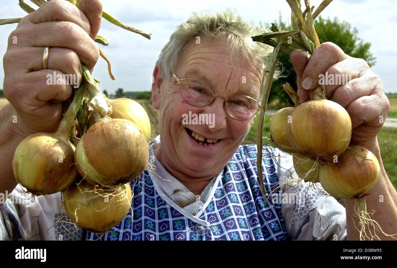 (Dpa) - l'72-anno-vecchio Ruth Dargwill mostra le cipolle che ha raccolto su un campo in Calbe, Germania, 28 agosto 2003. Foto Stock