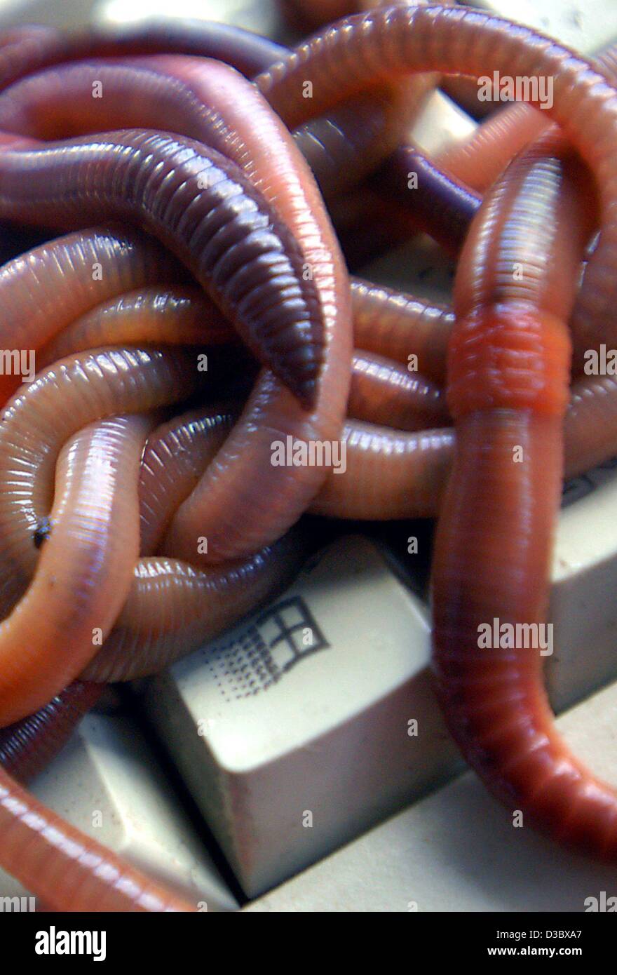 (Dpa) - lombrichi strisciare attraverso la tastiera di un computer a Berlino, 15 agosto 2003. In seguito al famigerato computer virus 'Lovesan' una nuova versione del virus è ora nuovamente sulla sua strada attraverso internet. Il software della società di sicurezza Kaspersky Labs da Mosca, Russia, recons con un epide globale Foto Stock