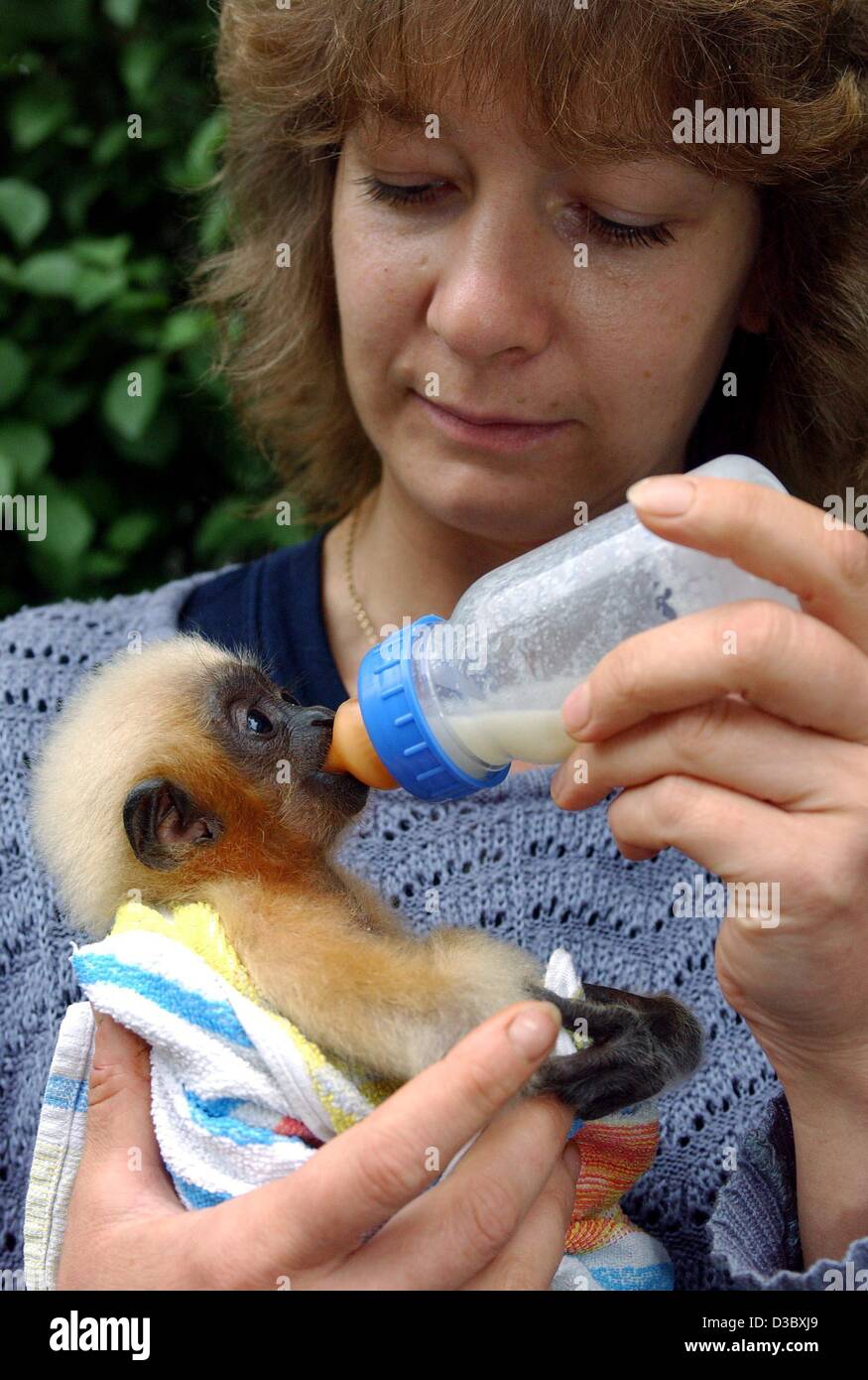 (Dpa) - Lo Zoo keeper Anke Damerau alimenta il sette settimane-vecchio gibbone Sammy come un bambino umano nel giardino zoologico in Eberswalde, Germania, 25 luglio 2003. Sammy, nato il 1 giugno, è stata respinta dalla madre dopo la nascita. Foto Stock