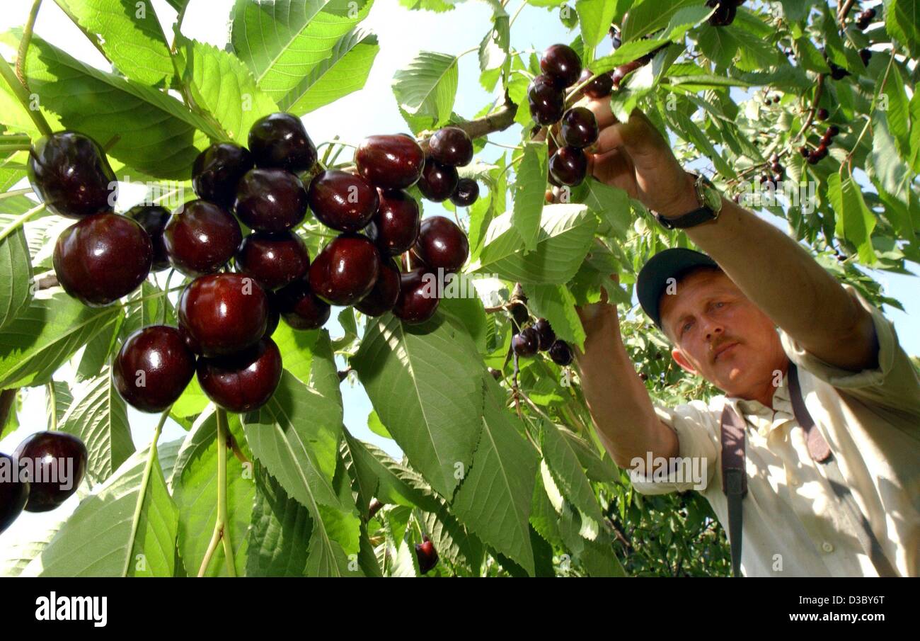 (Dpa) - bracciante agricolo Stanislaw Sobzak dalla Polonia picks ciliegie della Kordia sorta da un albero in una piantagione vicino a Francoforte sull'Oder, Germania orientale, 30 giugno 2003. Foto Stock