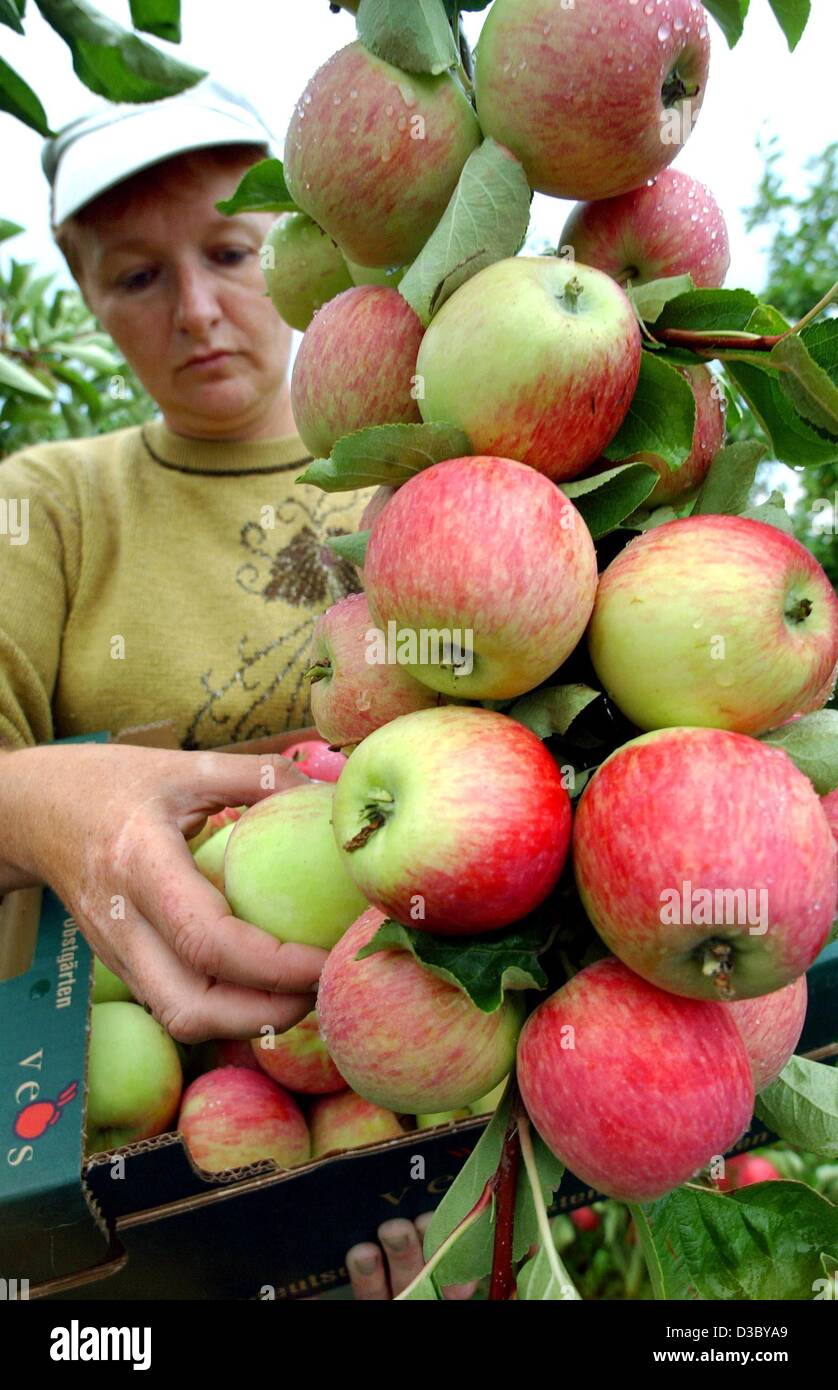 (Dpa) - bracciante agricolo Marzenna Sobczak dalla Polonia raccoglie le mele della Piros tipo su una piantagione vicino a Francoforte sull'Oder, Germania orientale, 25 luglio 2003. Foto Stock