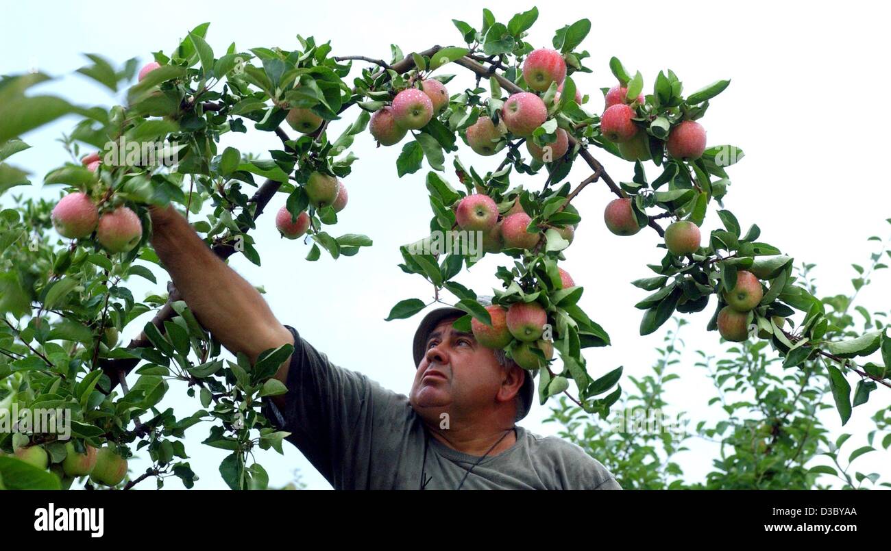 (Dpa) - un bracciante polacco raccoglie le mele della Piros tipo su una piantagione vicino a Francoforte sull'Oder, Germania orientale, 25 luglio 2003. Foto Stock
